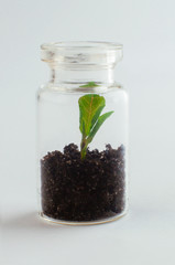 Miniature glass jar with seedling growing inside it