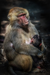 Mother love,monkey breastfeeding the little monkey
