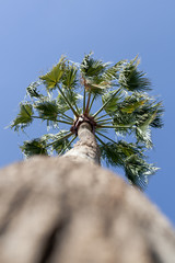 Palme von unten