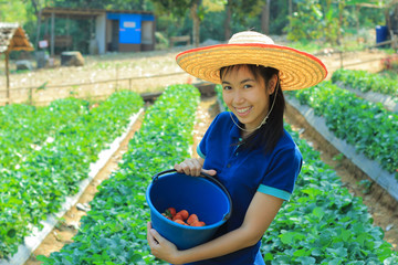 beautiful girl on strawberry farm
