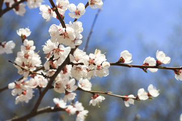 Cherry blossoms against the blue sky in spring.