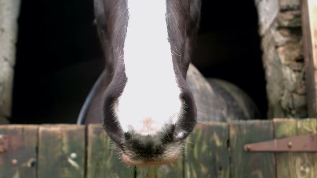 Close up of head horse