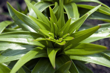 Green plant garden after the rain