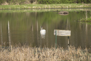Naklejka na ściany i meble Trumpeter Swan / A single swan in a reflective pond.