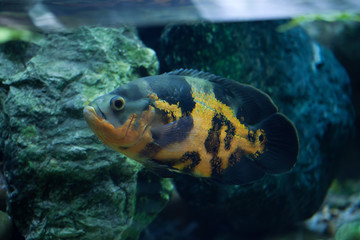 Oscar (Astronotus ocellatus).