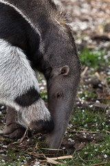 Naklejka premium Giant anteater (Myrmecophaga tridactyla).