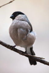 Eurasian bullfinch (Pyrrhula pyrrhula)