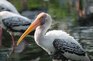 Painted Stork