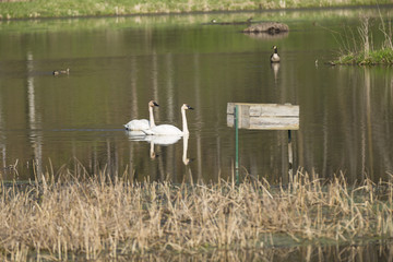 Trumpeter Swans / A pair of swans in a reflective pond.