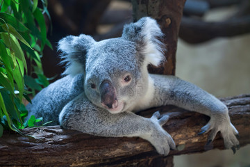 Obraz premium Queensland koala (Phascolarctos cinereus adustus).