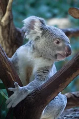 Glasschilderij Koala Queensland koala (Phascolarctos cinereus adustus).