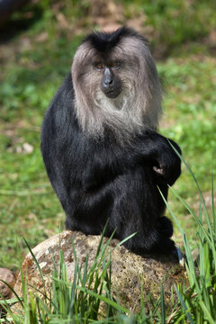 Lion-tailed macaque (Macaca silenus), also known as the wanderoo