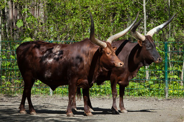 Ankole-Watusi (Bos taurus watusi).