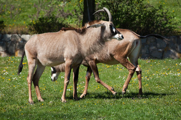 Naklejka na ściany i meble Roan antelope (Hippotragus equinus).