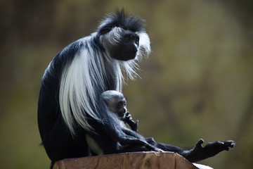 Angolan colobus (Colobus angolensis).