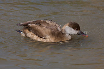 Red-crested pochard (Netta rufina).