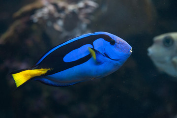 Blue surgeonfish (Paracanthurus hepatus).