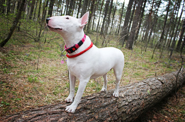 White Bullterrier on nature