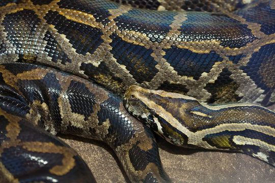 Burmese python (Python bivittatus).