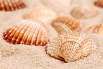 Summer, sea shells with sand as background.