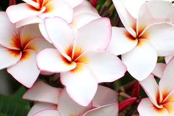 Obraz na płótnie Canvas Pink Plumeria flowers beautiful 