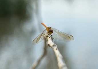 dragonfly in nature
