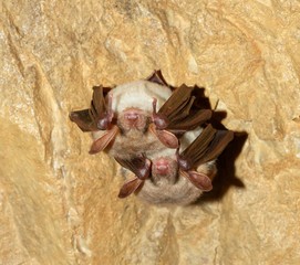 Lesser mouse-eared bat (Myotis myotis)