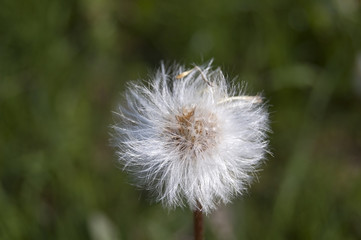 Fototapeta na wymiar Common dandelion plant
