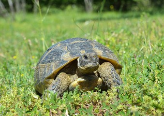 Spur thighed turtle (Testudo graeca)