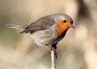 European Robin (Erithacus rubecula) 