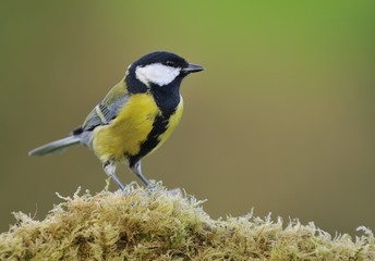 Great tit on fern