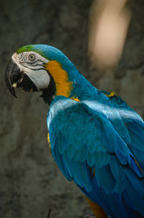 blue parrot