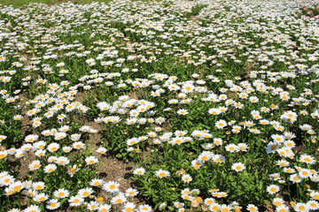 ノースポール（キク科）