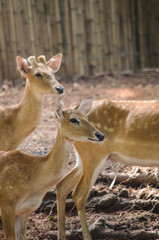 Fototapeta premium eld's deer