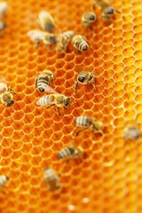 Fotobehang Worker bees on honeywax, vertical composition © Simun Ascic