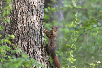 Eichhörnchen