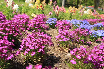 ロベリア（キキョウ科）