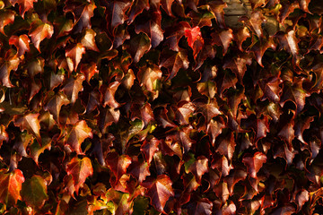 Creeping leaves
