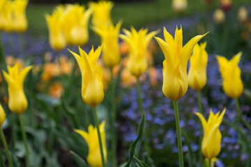 Gelbe Tulpen im Freien