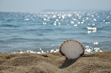 Fototapeta na wymiar Seashell on sandy beach by the sea on a sunny day