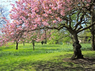 Fototapeta premium A Colourful Spring Landscape.