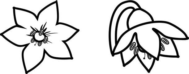 coloring page with pepper flowers 