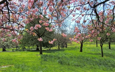 A Colourful Spring Landscape.