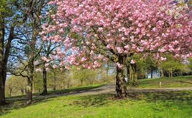 Fototapeta premium A Colourful Spring Landscape.