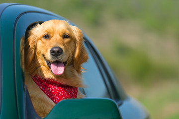 Golden Retriever Looking Out Of Car Window