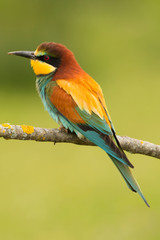 Small bird with a nice plumage