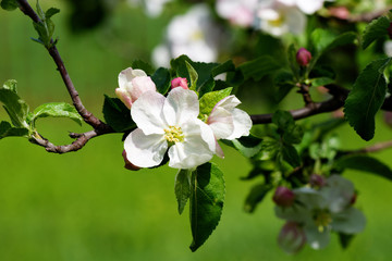 Spring Apple flowers blossom tree branch on bokeh green background