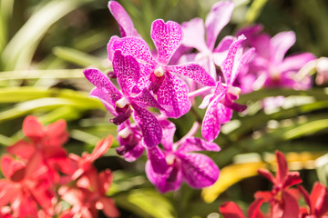 beautiful pink vanda orchid flower.