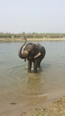 Elefant im Fluß