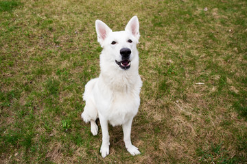 Obraz premium White Swiss shepherd dog
